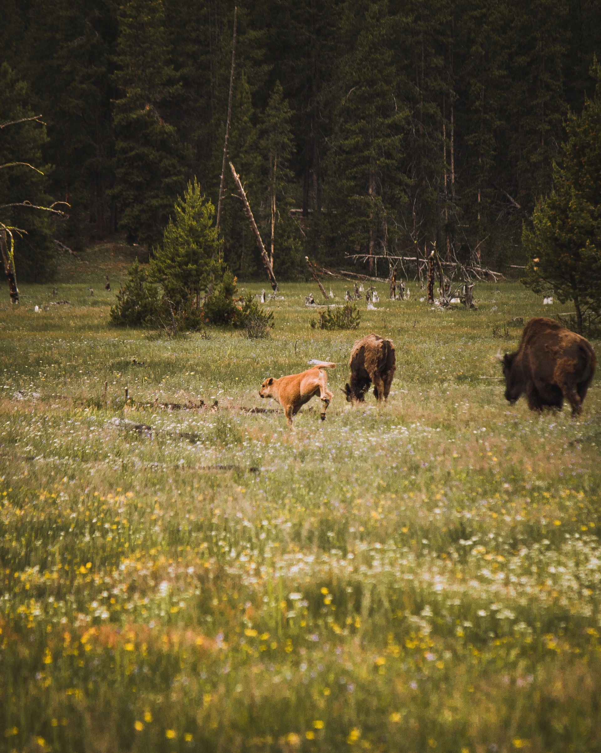 Yellowstone National Park